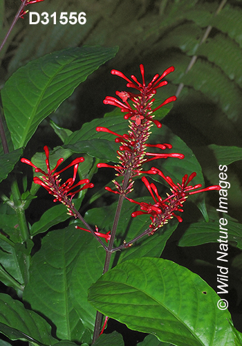 Odontonema tubaeforme